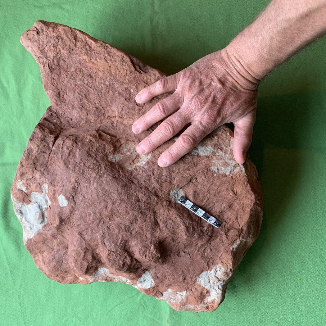 P.E.I. fossil hunter finds animal footprint estimated at 290 million years old